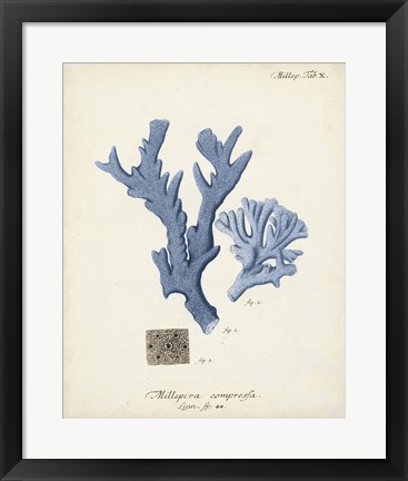 Framed Antique Coral in Navy I Print