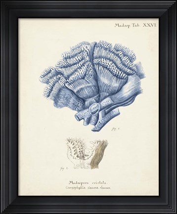 Framed Antique Coral in Navy II Print
