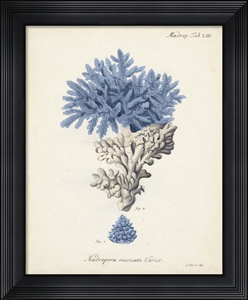 Framed Antique Coral in Navy III Print