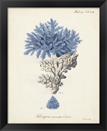 Framed Antique Coral in Navy III Print