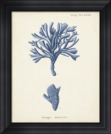 Framed Antique Coral in Navy IV Print