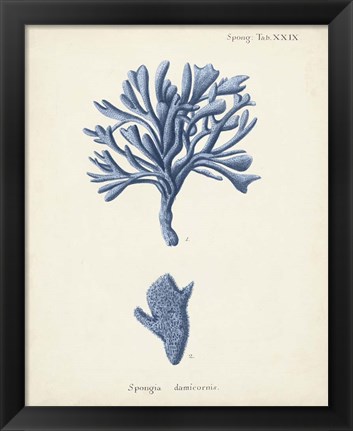 Framed Antique Coral in Navy IV Print