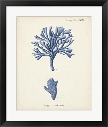 Framed Antique Coral in Navy IV Print