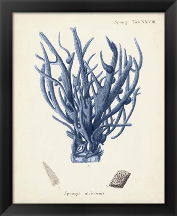 Framed Antique Coral in Navy V Print