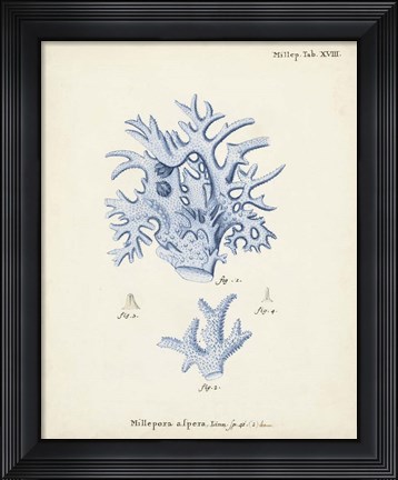Framed Antique Coral in Navy VI Print