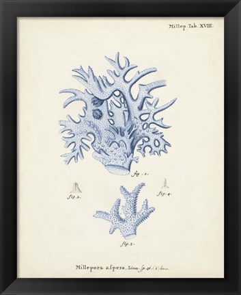 Framed Antique Coral in Navy VI Print