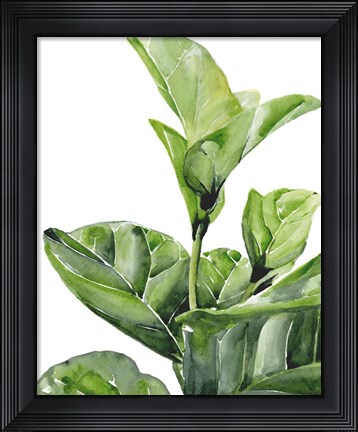 Framed Fiddle Fig I Print