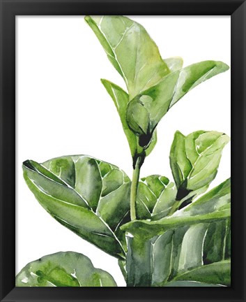 Framed Fiddle Fig I Print