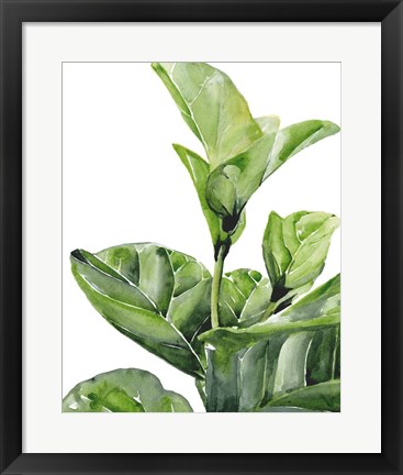 Framed Fiddle Fig I Print