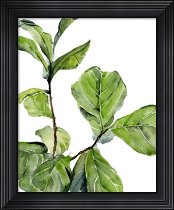 Framed Fiddle Fig II Print