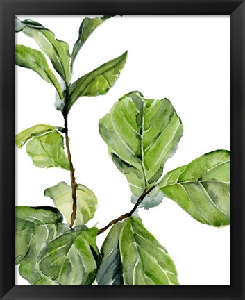 Framed Fiddle Fig II Print