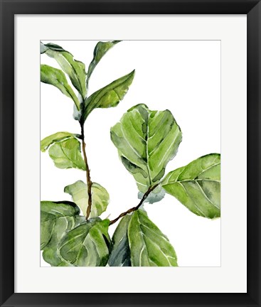 Framed Fiddle Fig II Print