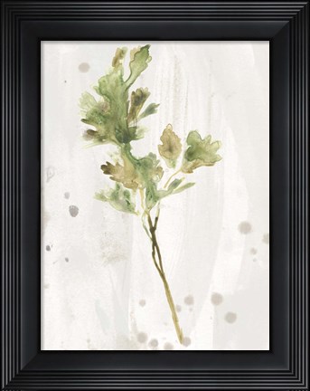 Framed Antique Earthtone Herbs I Print