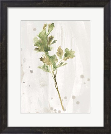 Framed Antique Earthtone Herbs I Print