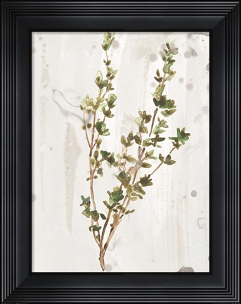 Framed Antique Earthtone Herbs II Print
