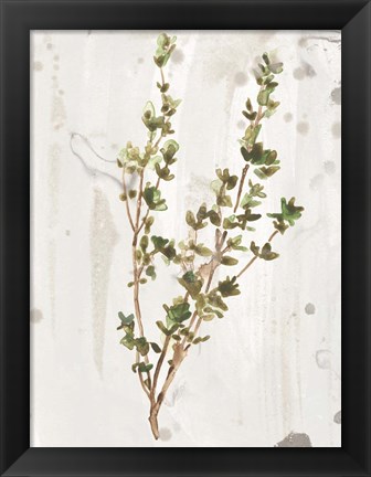 Framed Antique Earthtone Herbs II Print