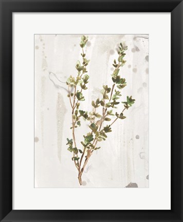 Framed Antique Earthtone Herbs II Print