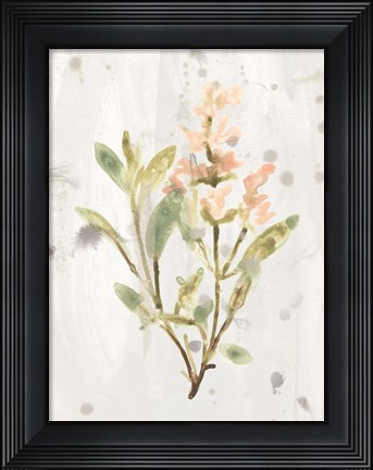 Framed Antique Earthtone Herbs IV Print