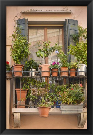 Framed Italian Window Flowers III Print