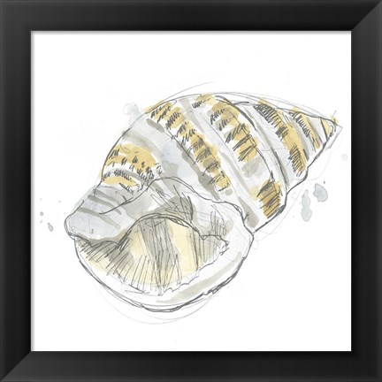 Framed Citron Shell Sketch I Print