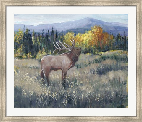 Framed Rocky Mountain Elk II Print