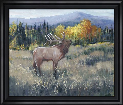 Framed Rocky Mountain Elk II Print