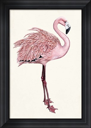 Framed Striking Flamingo I Print