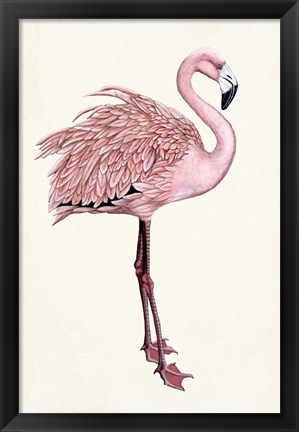 Framed Striking Flamingo I Print