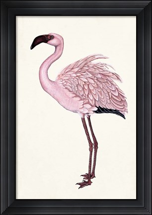Framed Striking Flamingo II Print