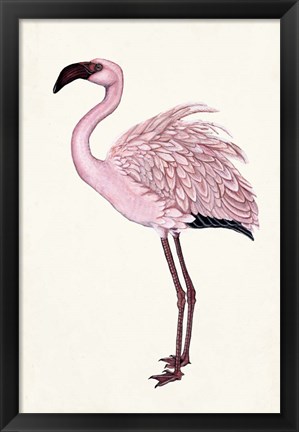 Framed Striking Flamingo II Print