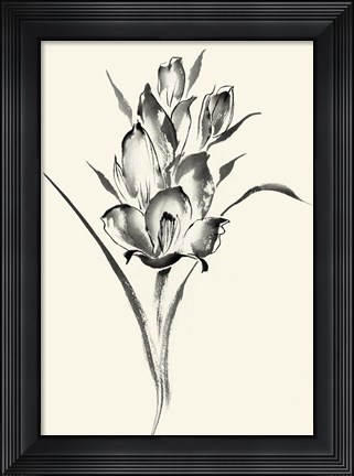 Framed Ink Wash Floral II - Gladiolus Print