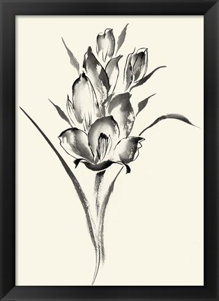 Framed Ink Wash Floral II - Gladiolus Print