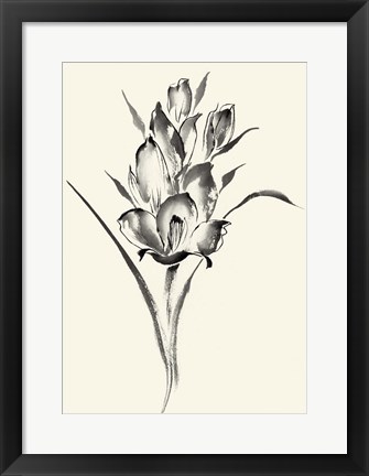 Framed Ink Wash Floral II - Gladiolus Print