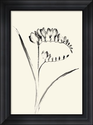 Framed Ink Wash Floral VI - Freesia Print