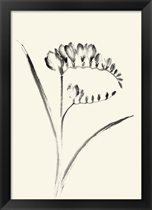 Framed Ink Wash Floral VI - Freesia Print