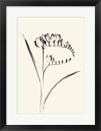 Framed Ink Wash Floral VI - Freesia Print