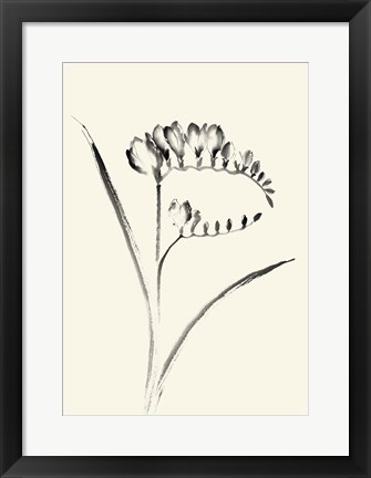 Framed Ink Wash Floral VI - Freesia Print