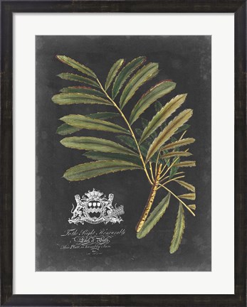 Framed Royal Foliage II Print