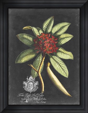 Framed Royal Foliage III Print