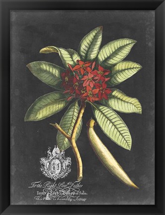 Framed Royal Foliage III Print