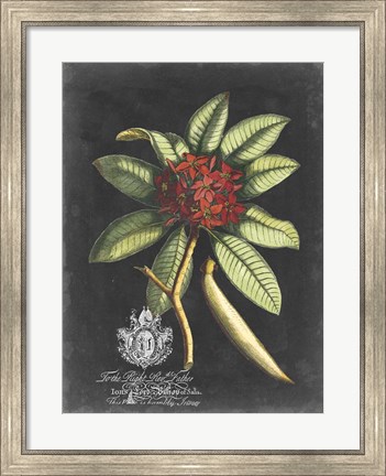Framed Royal Foliage III Print