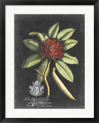 Framed Royal Foliage III Print