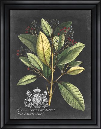 Framed Royal Foliage IV Print