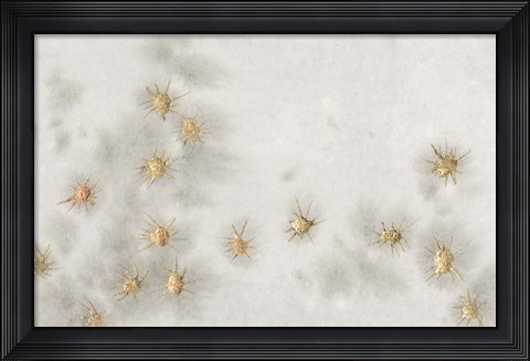 Framed Spangled Grey I Print