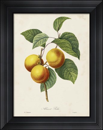 Framed Redoute&#39;s Fruit I Print