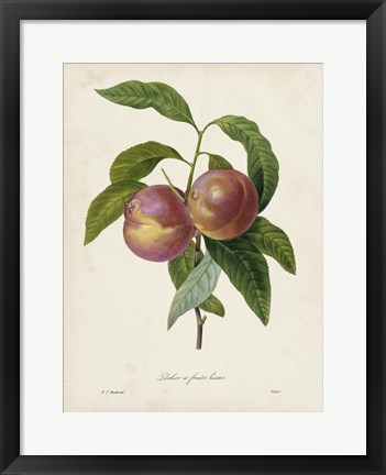 Framed Redoute&#39;s Fruit II Print