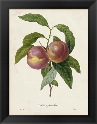 Framed Redoute&#39;s Fruit II Print