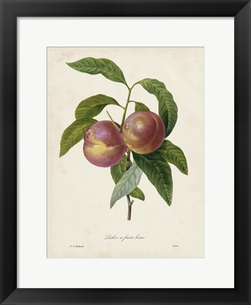 Framed Redoute&#39;s Fruit II Print