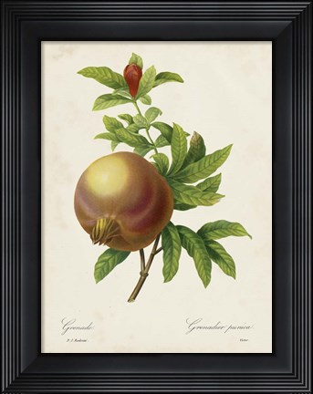 Framed Redoute&#39;s Fruit III Print