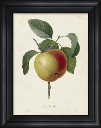 Framed Redoute&#39;s Fruit IV Print